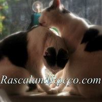 rascalandrocco
